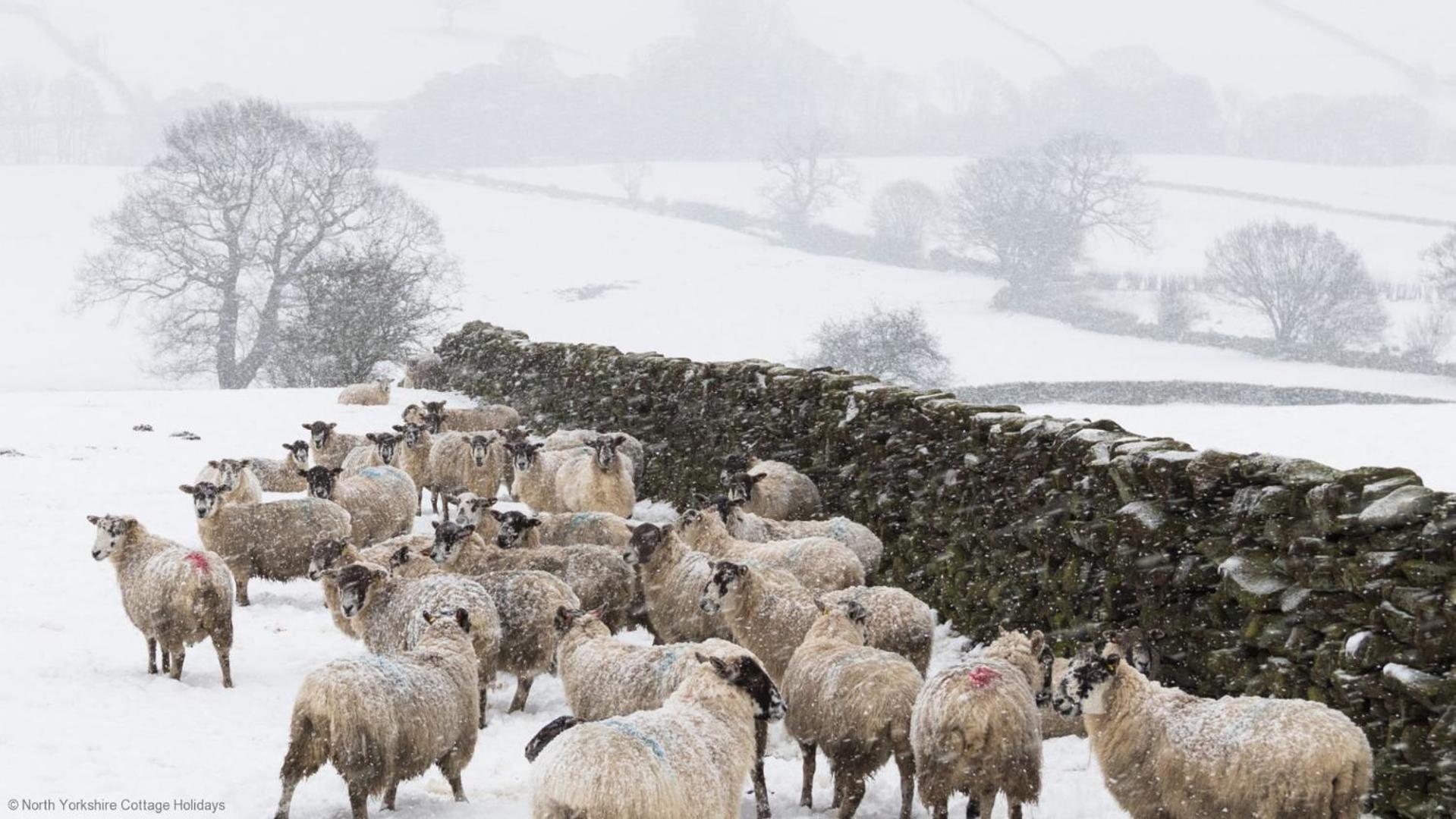 Stone Cottage In Picturesque North Yorkshire Village - Bull Dog Cottage Ampleforth المظهر الخارجي الصورة